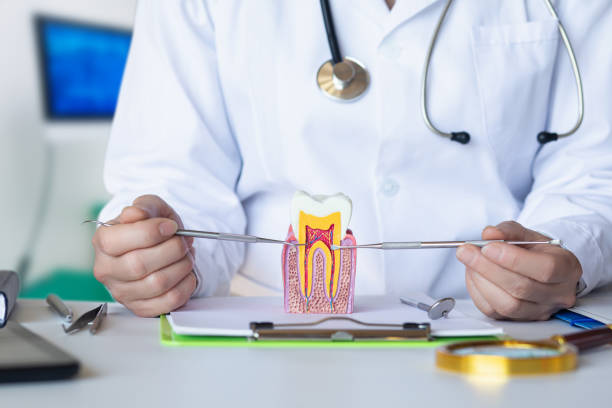 Best Orthodontic Emergency Dentist in Moulton, AL
